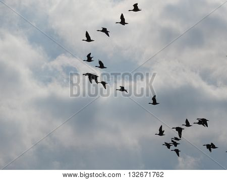 Flying birds in spring cloudy blue sky.