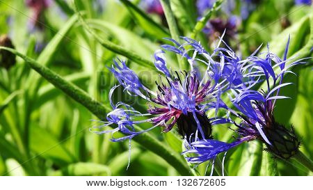 Sunny day in city park. Blue flower.