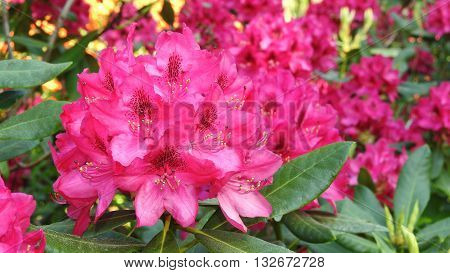 Rrhododendrons. Spring sunny day in city park