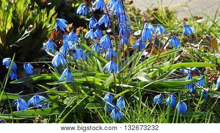 Blue snowdrops in city park. Isolated. Macro.