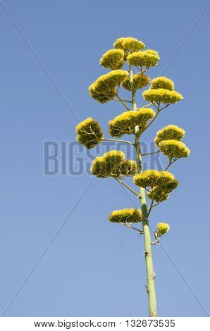 Agave (Agave Americana) flower against blue sky