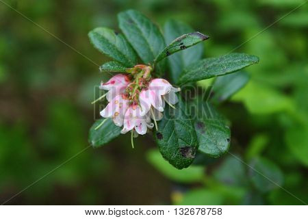 beautiful pink  flower of crawnberry on top of green stem in forest