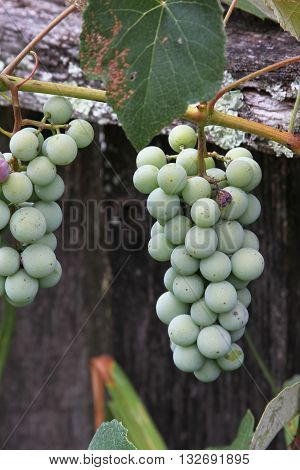 Two bunches of unripe grapes growing on a grapevine