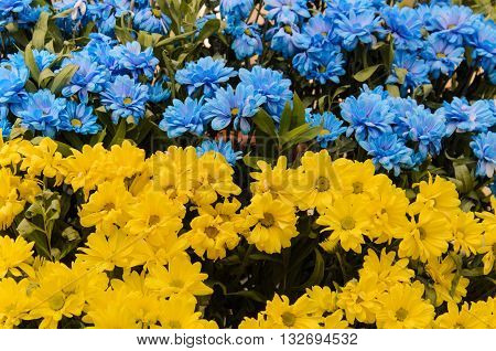 Blue And Yellow Daisies I
