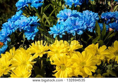 Blue And Yellow Daisies