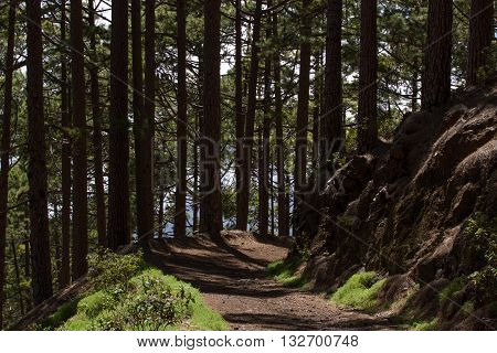 Dirt road in pine forest, Tenerife, Pinolere, Canary islands. Pinus canariensis