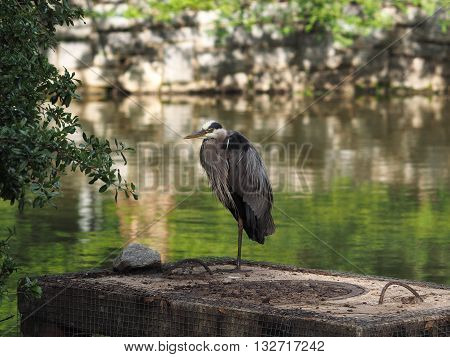 Great Blue Heron perched at a small pond.