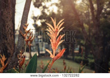Bird Of Paradise Flower With Sunlight