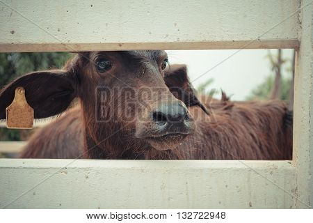 Murrah Buffalo
