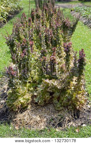 fresh Lactuca sativa plants in nature garden