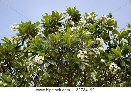fresh green plumeria tree in nature garden