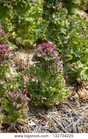 fresh Lactuca sativa plants in nature garden