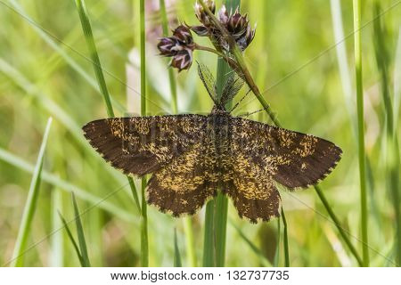 A heather moth is sitting on a grass-stock