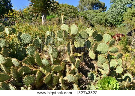 Rayol Canadel sur Mer France - april 18 2016 : the estate Rayol garden in spring