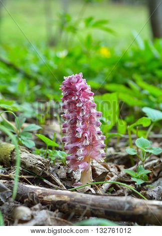 Common toothwort (Lathraea squamaria) uin natural habitat