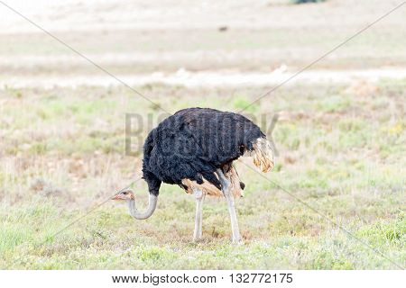 A male Ostrich Struthio camelus in the Eastern Cape Karoo Region near Cradock