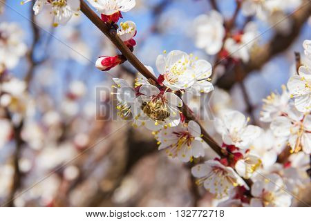 Bees Pollinate Young Tree Flowers In The Garden, Bee Collects Po