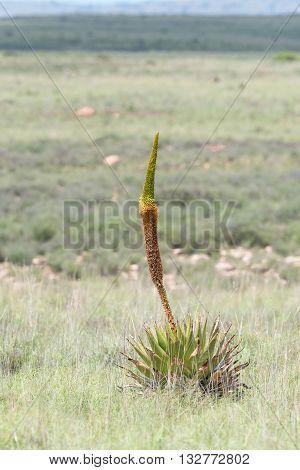 An unidentified flowering aloe near Cradock in South Africa
