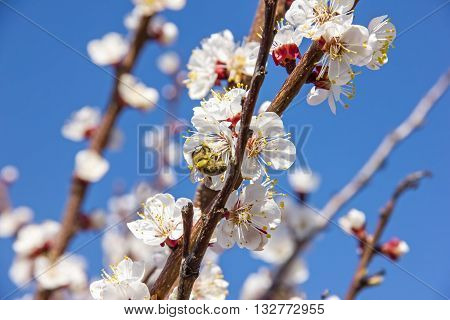 Bees Pollinate Young Tree Flowers In The Garden, Bee Collects Po