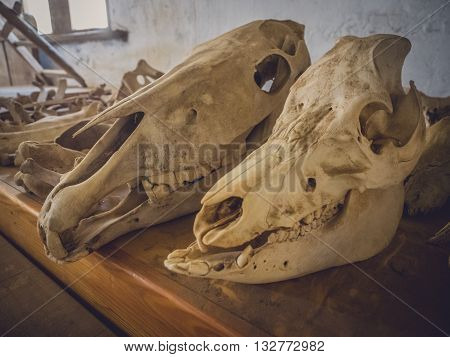 Farm animal skulls in an old barn, Fuerteventura, Spain