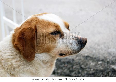 A dog with a calm face, photographed in profile