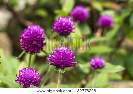 Purple Chrysanthemun flower with blurred and bokeh background