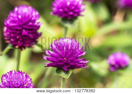 Purple Chrysanthemun flower with blurred and bokeh background