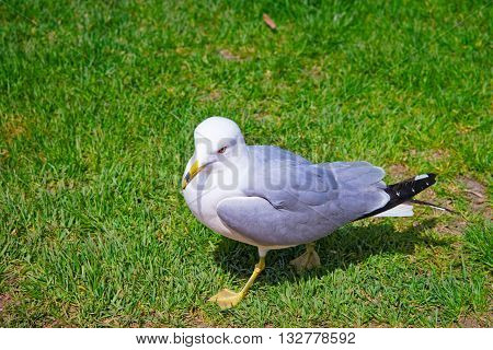 Seagull In The Grass In Niagara Park At Niagara Falls