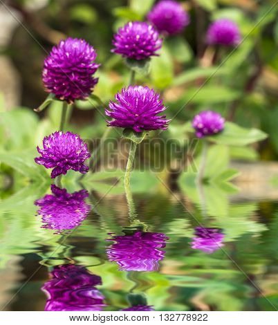 Purple Chrysanthemun flower with blurred and bokeh background