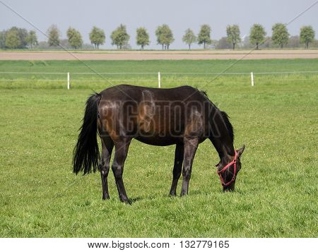 many horses on a Paddock in western germany