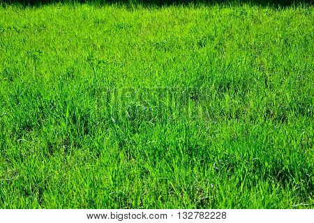 the wild green grass background without flowers