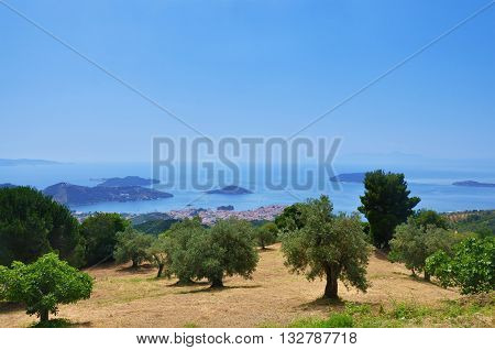 Landscape with olive trees in Skiathos island