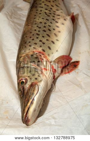 Freshly caught pike on the table for cooking soup