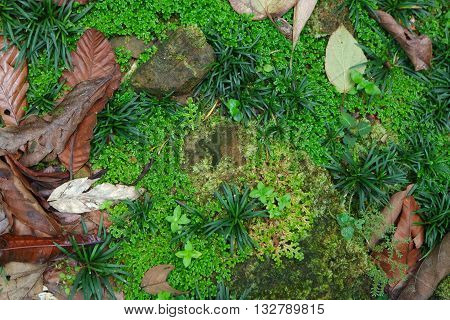 Borneo Rainforest ground texture, cover with fallen leaves partially cover the green grass and stones.