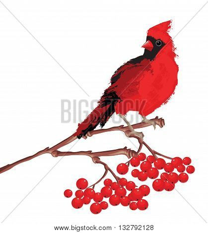 Merry christmas card. Red bird cardinal on branch with berries.