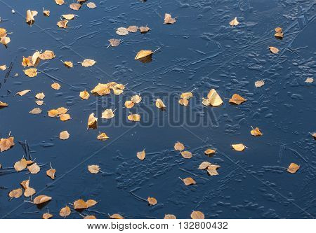 yellow autumn leaves on the ice after the first frost