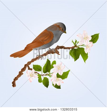 Sparrow bird on a branch of an apple tree wildlife bird vector illustration