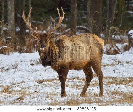 Elk in Benezette Pennsylvania during snow storm