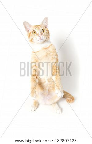 little Cat White and Orange on white background