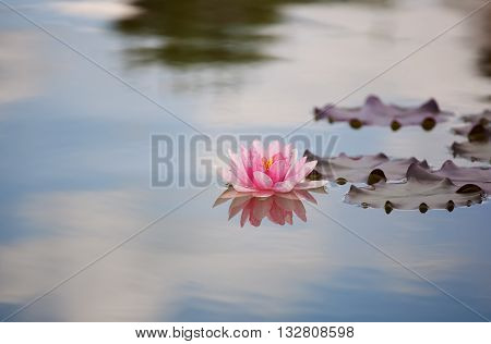 Pink water lily in a quiet pond.