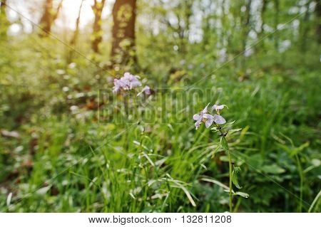 Violet Saponaria Flowering Plants At Forest. Grass Soap. Soapworts Flower