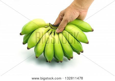 Pisang Awak banana Kluai Nam Wa. Green cultivate banana on isolate white background. Hand grabbing bananas.