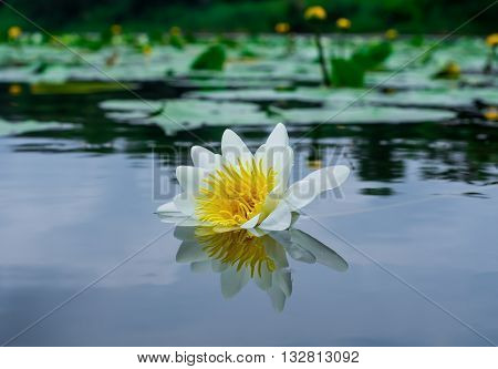 Flower white lily bloomed in the pond.