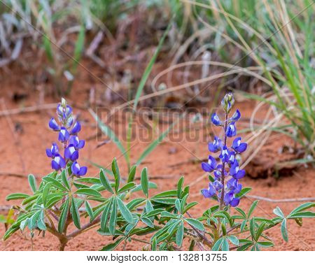 Blooming Dwarf Lupine (a.k.a. Rusty Lupine Lupinus pusillus) wildflowers at Arches National Park, near Moab, Utah.