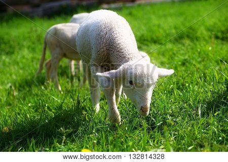 Little lambs grazing on a beautiful green meadow