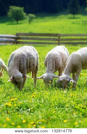 Little lambs grazing on a beautiful green meadow with dandelion