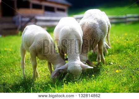 Little lambs grazing on a beautiful green meadow with dandelion