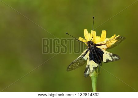 Owly sulphur is an owlfly species it is a rare insect