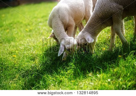 Little lambs grazing on a beautiful green meadow with dandelion