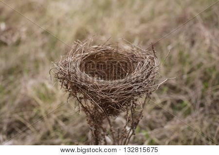 Bird's nest on a bush in a field